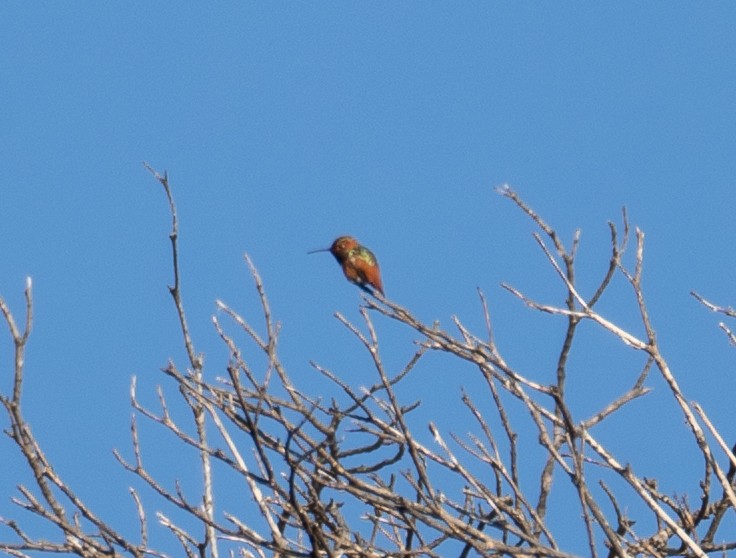 Colibrí de Allen - ML616307465