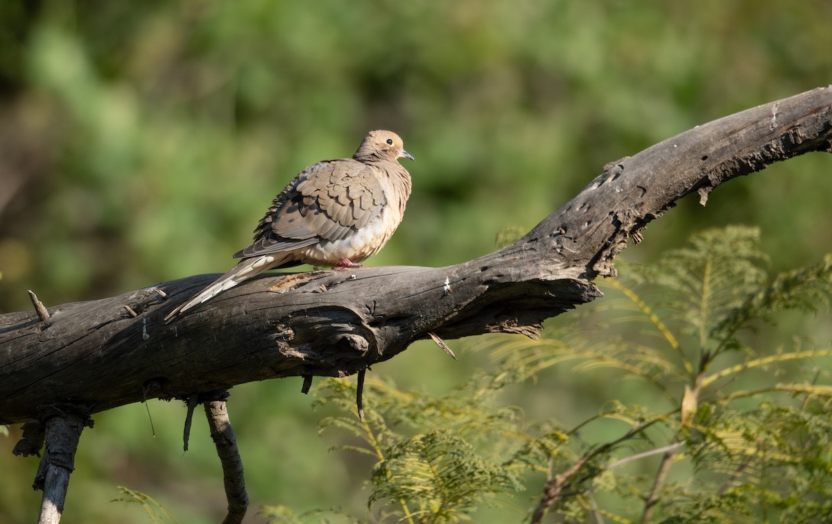 Mourning Dove - ML616307473