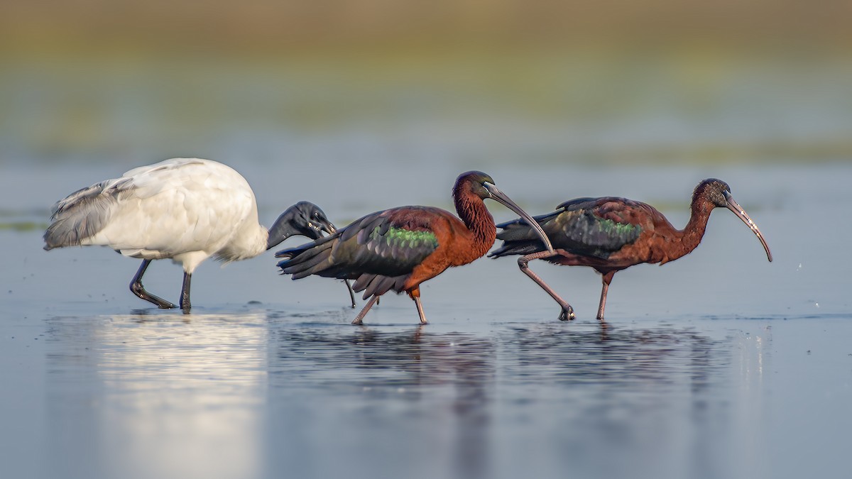 Glossy Ibis - ML616307474