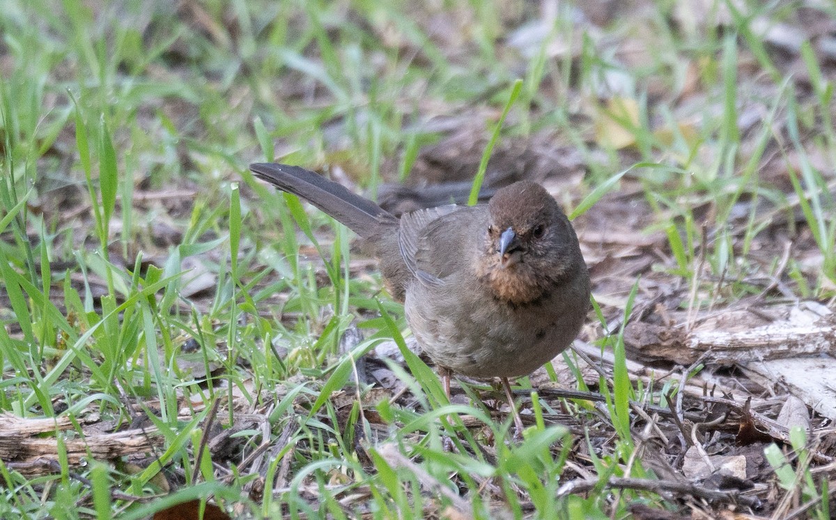 California Towhee - ML616307476