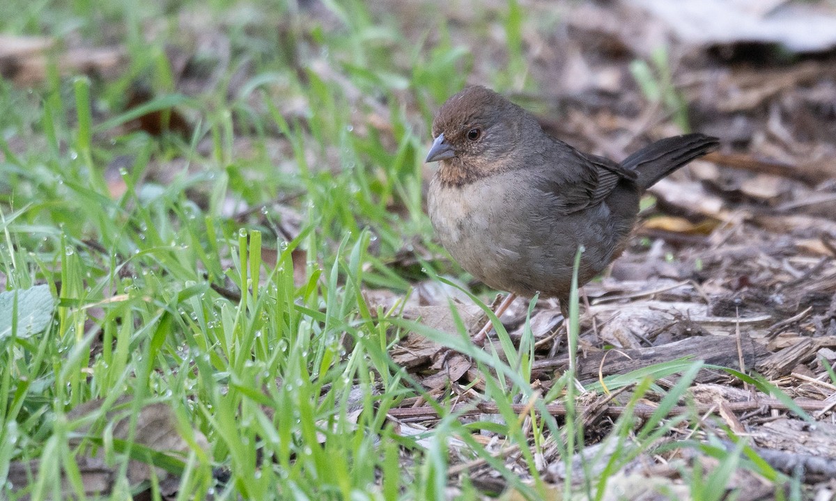 California Towhee - ML616307479