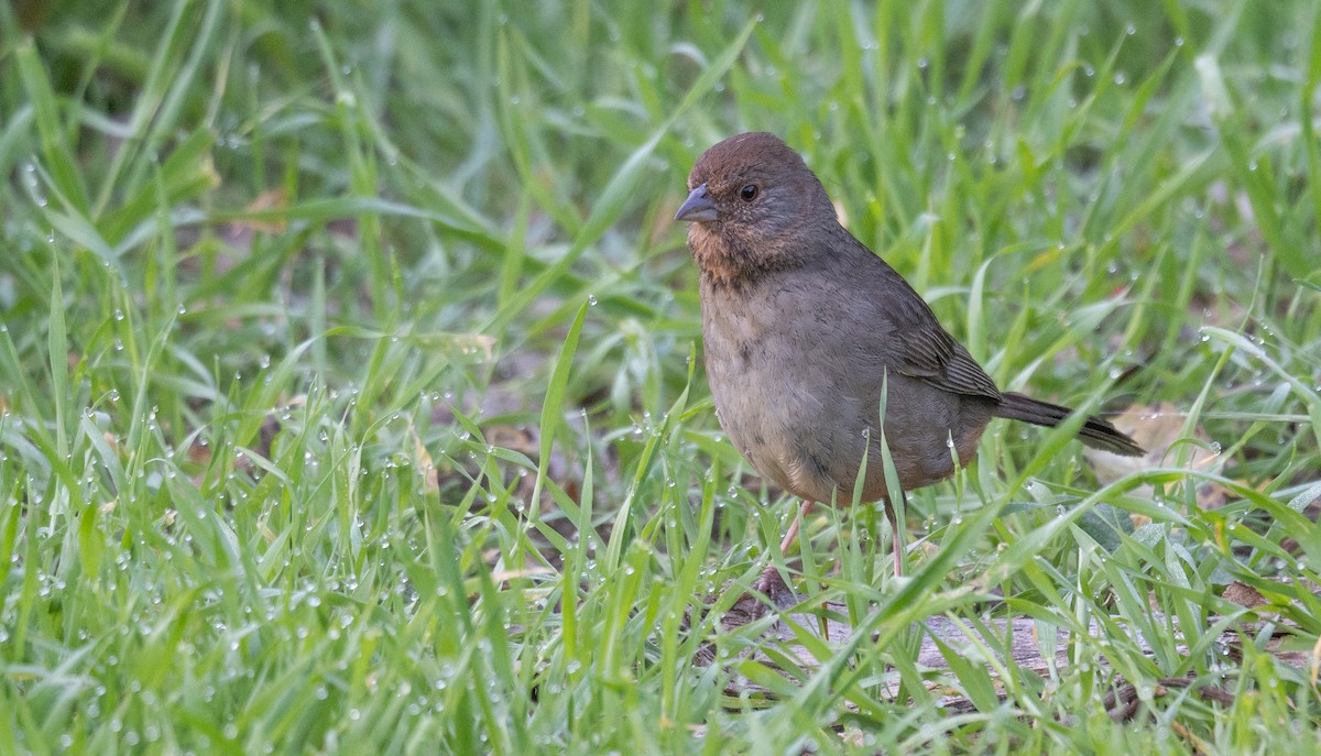 California Towhee - ML616307481