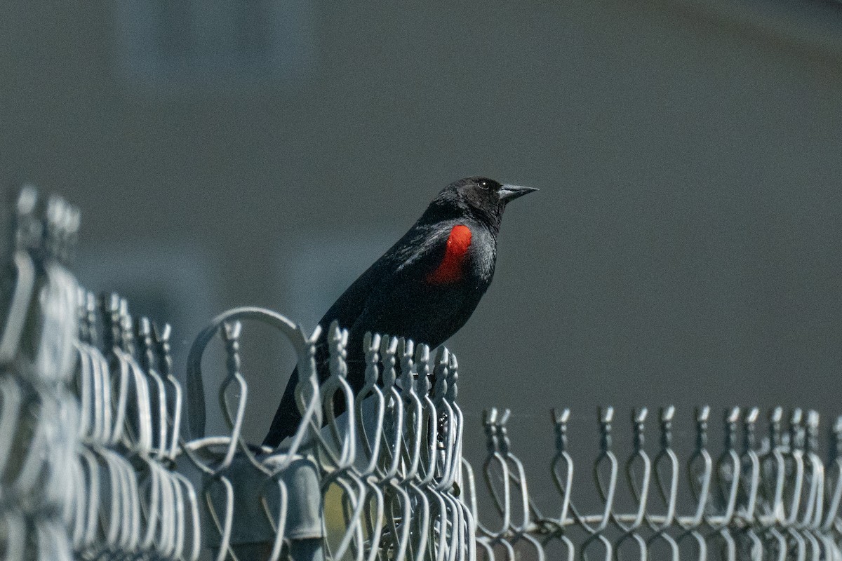 Red-winged Blackbird (California Bicolored) - Frank Severson