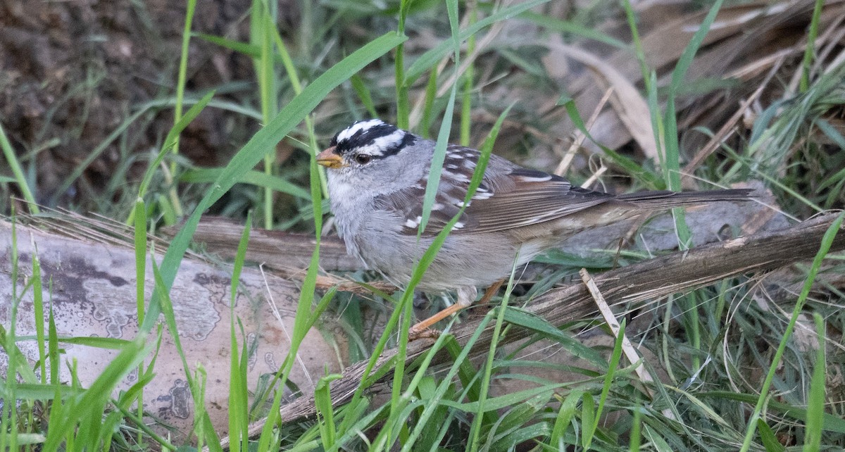 White-crowned Sparrow - ML616307491