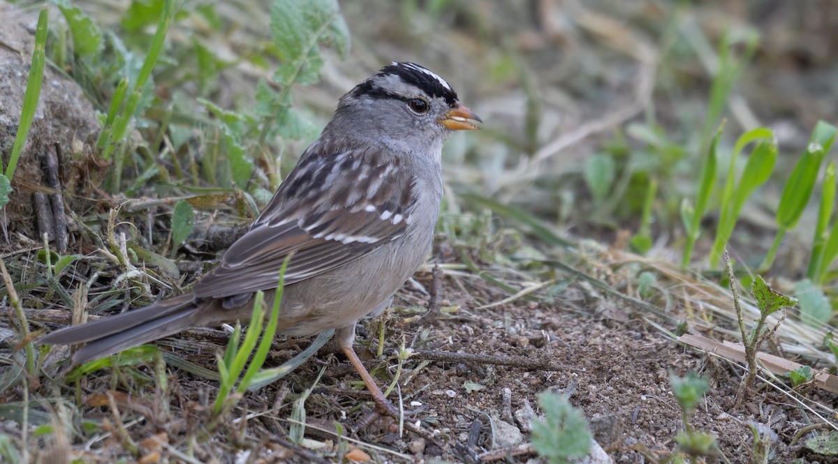 White-crowned Sparrow - ML616307492