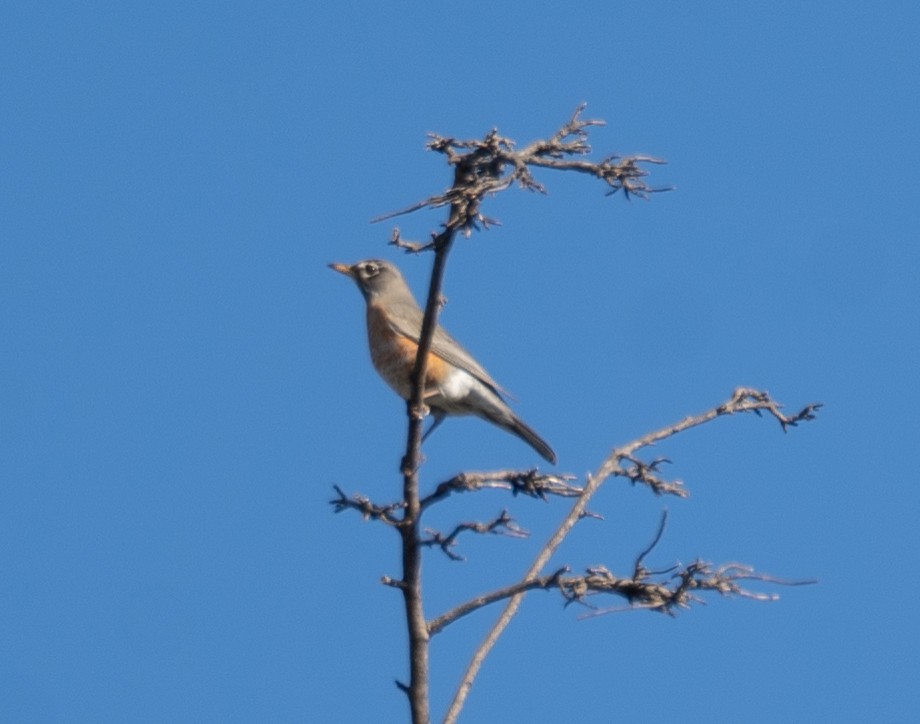 American Robin - ML616307497