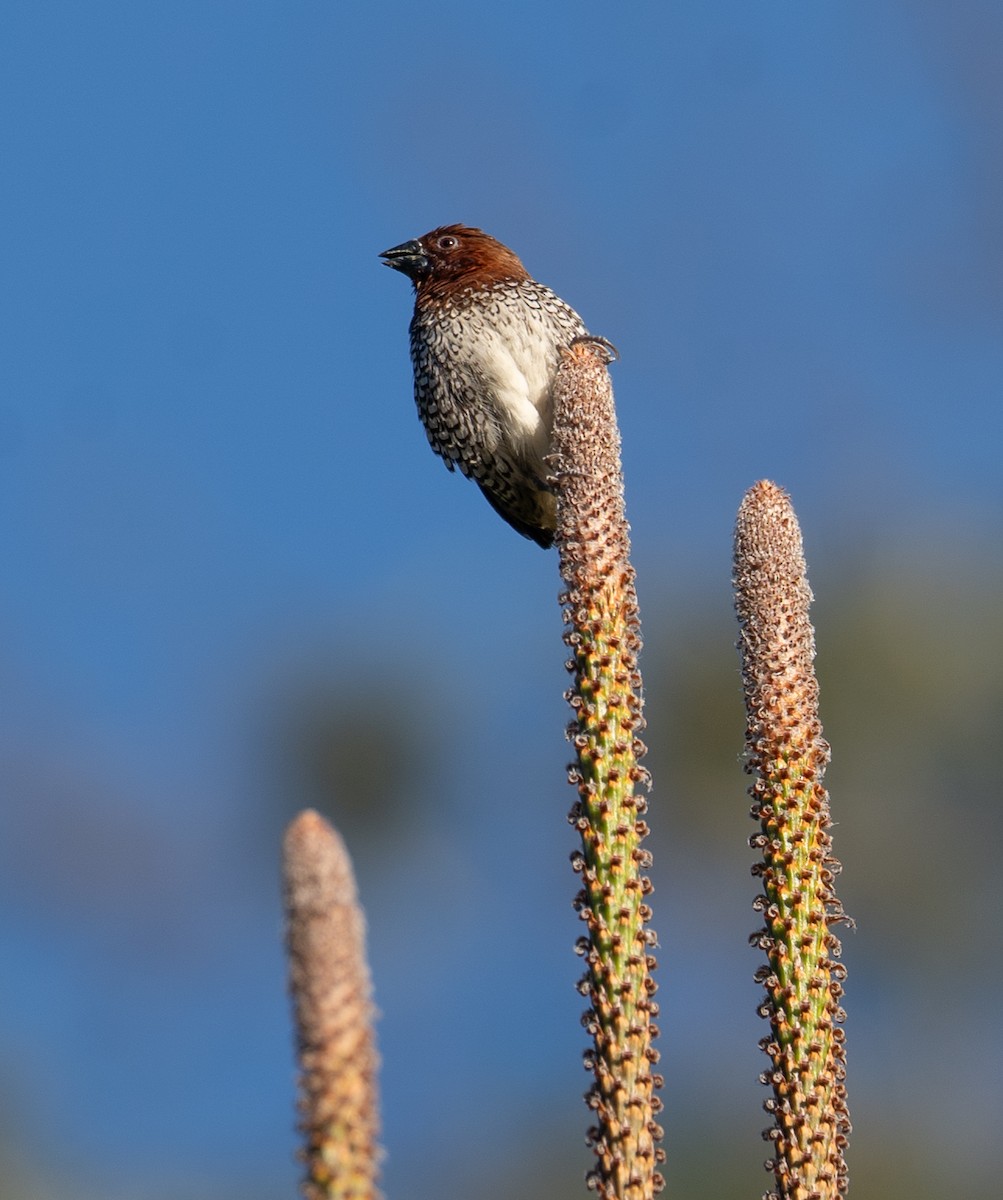 Scaly-breasted Munia - ML616307502