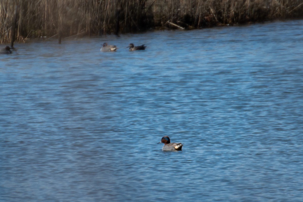 Green-winged Teal - ML616307511