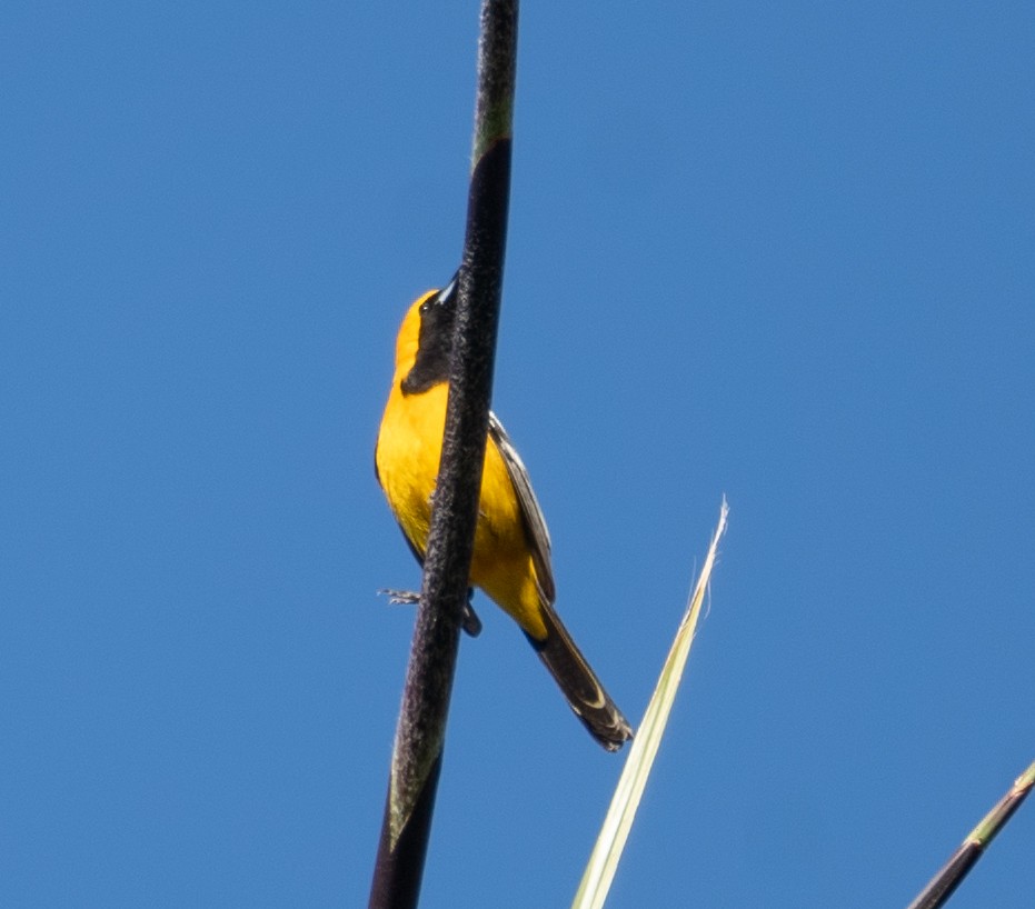 Hooded Oriole - ML616307513