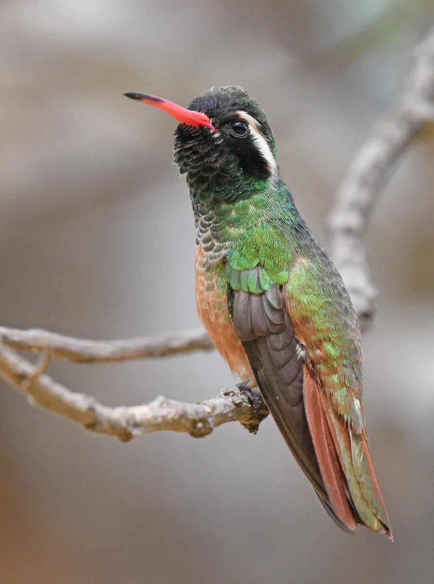 kolibřík pruholící - ML616307524