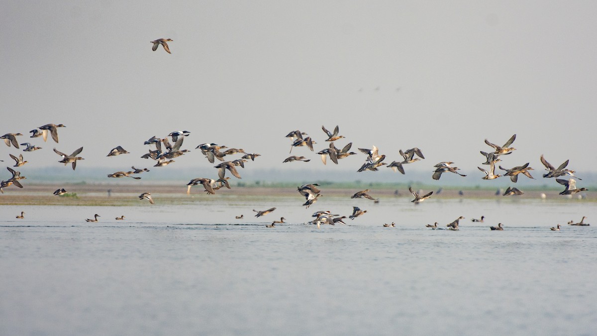 Northern Shoveler - ML616307535