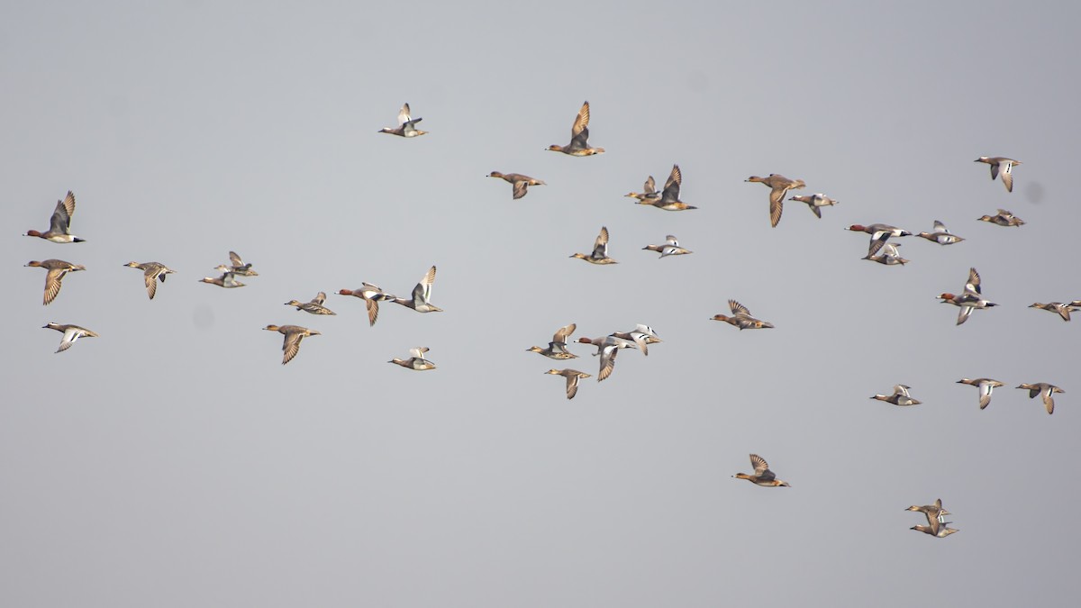 Eurasian Wigeon - ML616307543