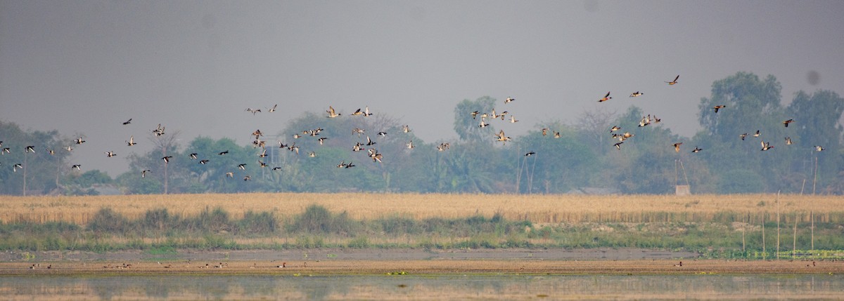 Northern Pintail - ML616307544