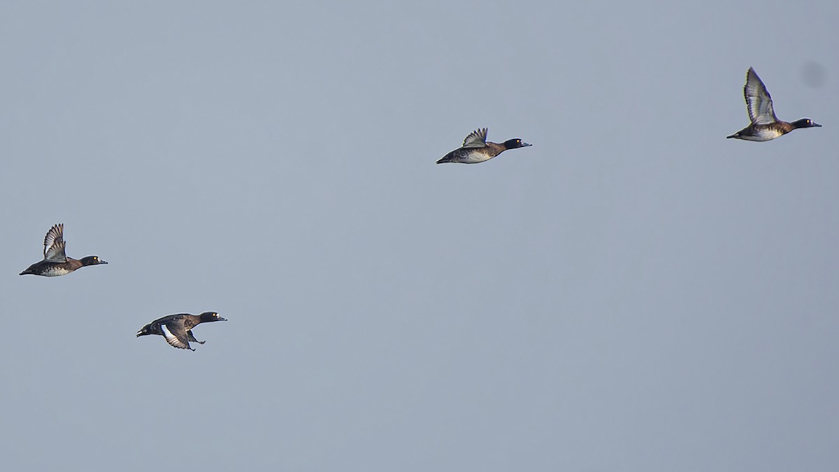 Tufted Duck - ML616307555