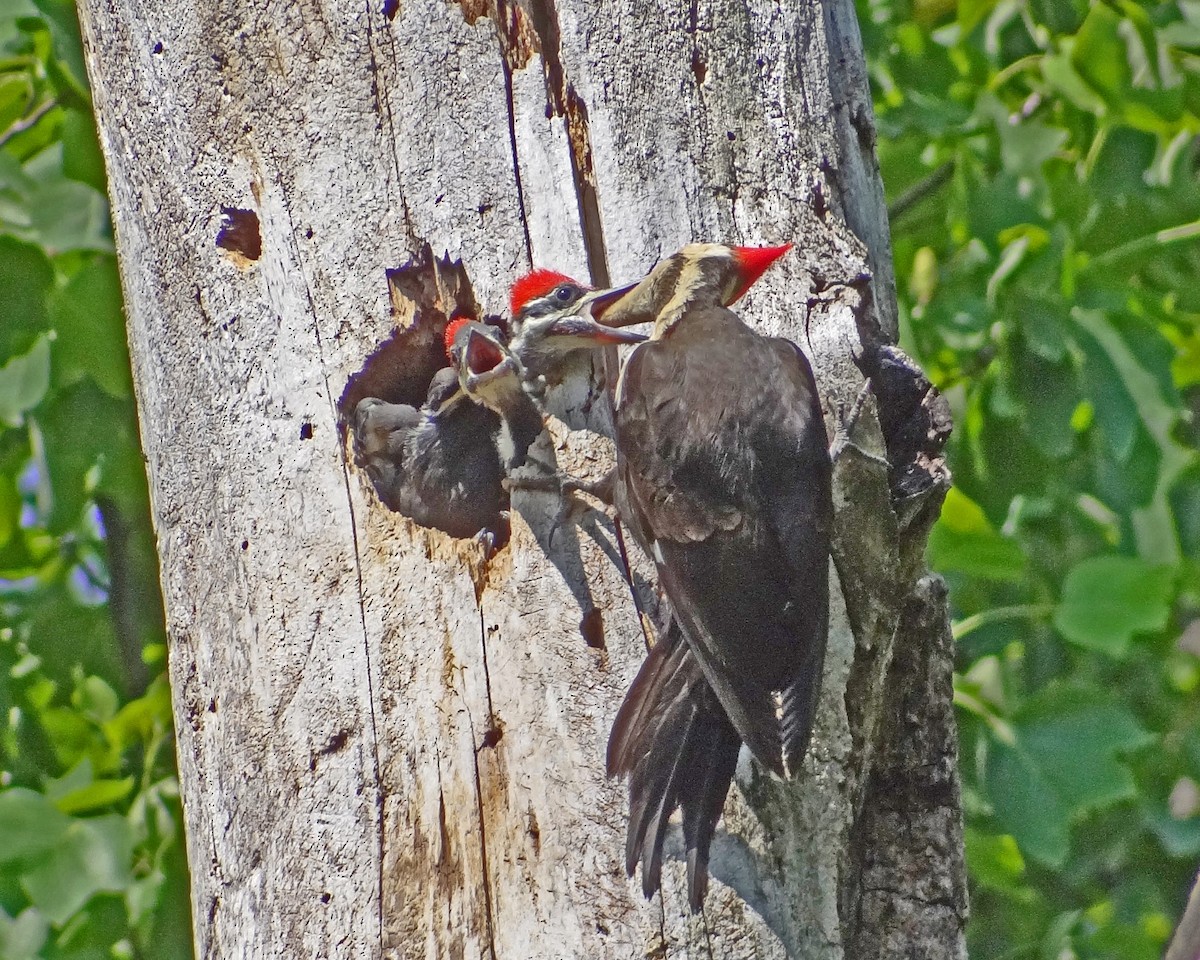 Pileated Woodpecker - ML616307565