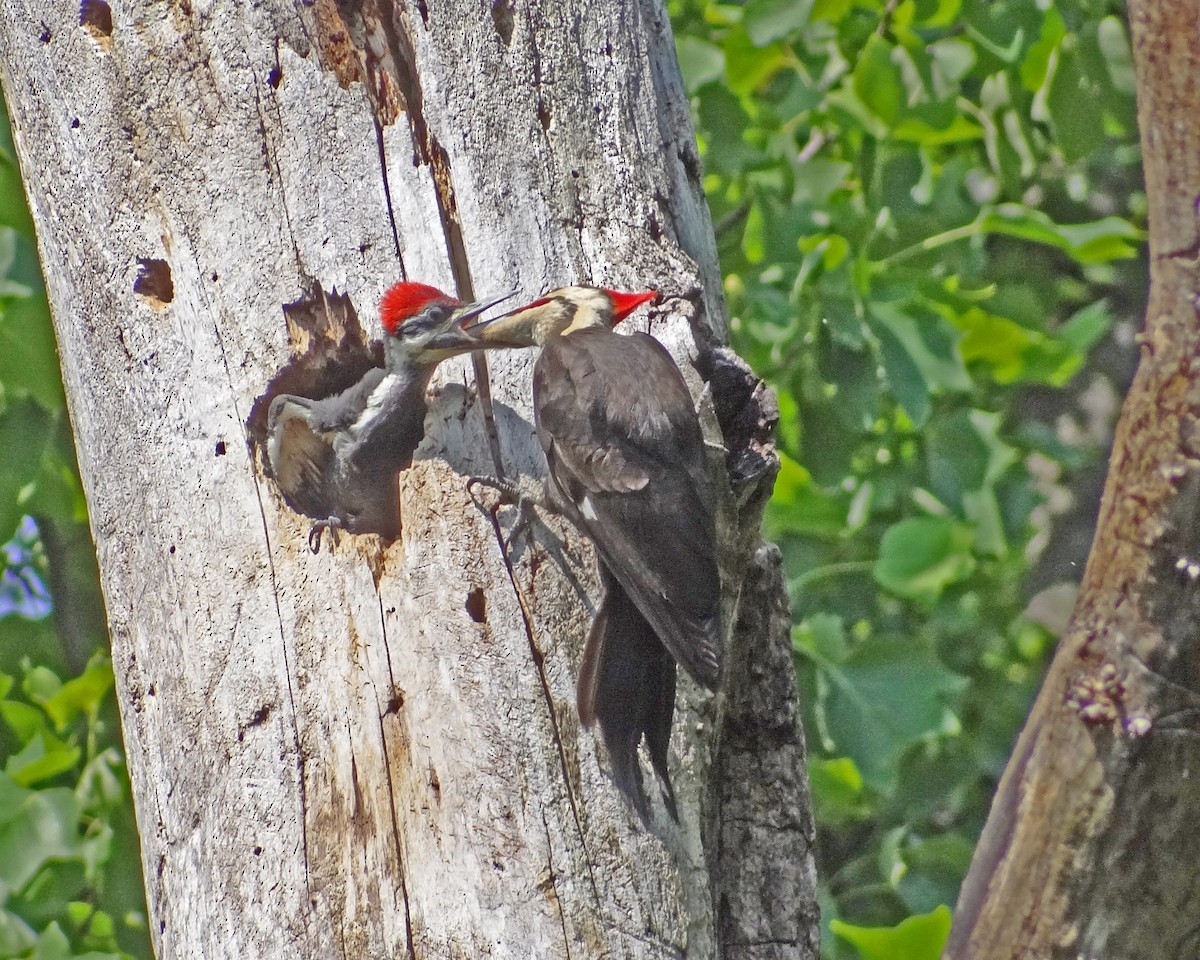 Pileated Woodpecker - ML616307610