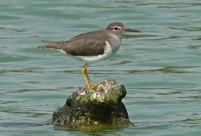Spotted Sandpiper - Peter Blancher