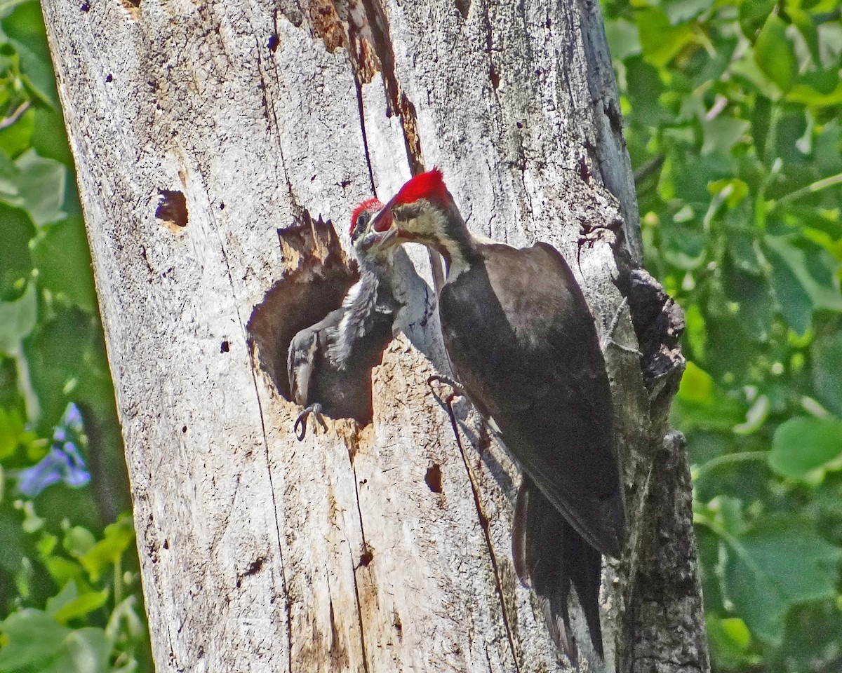 Pileated Woodpecker - ML616307651