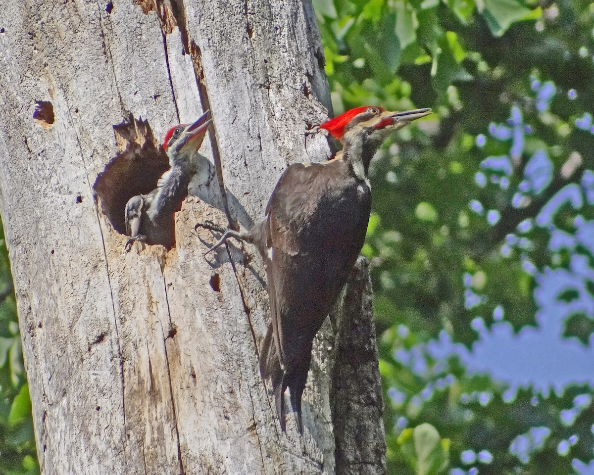 Pileated Woodpecker - ML616307706