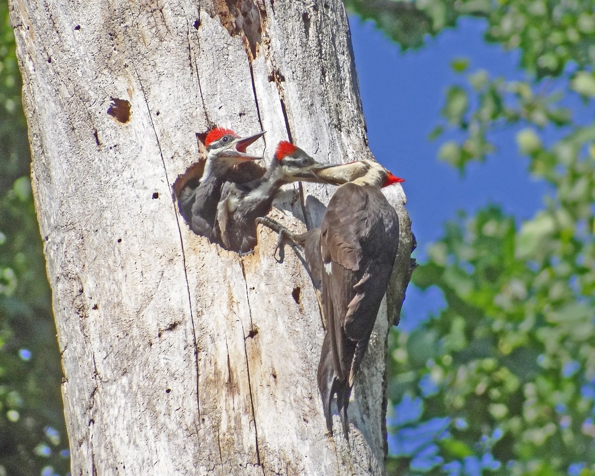 Pileated Woodpecker - Aubrey Merrill