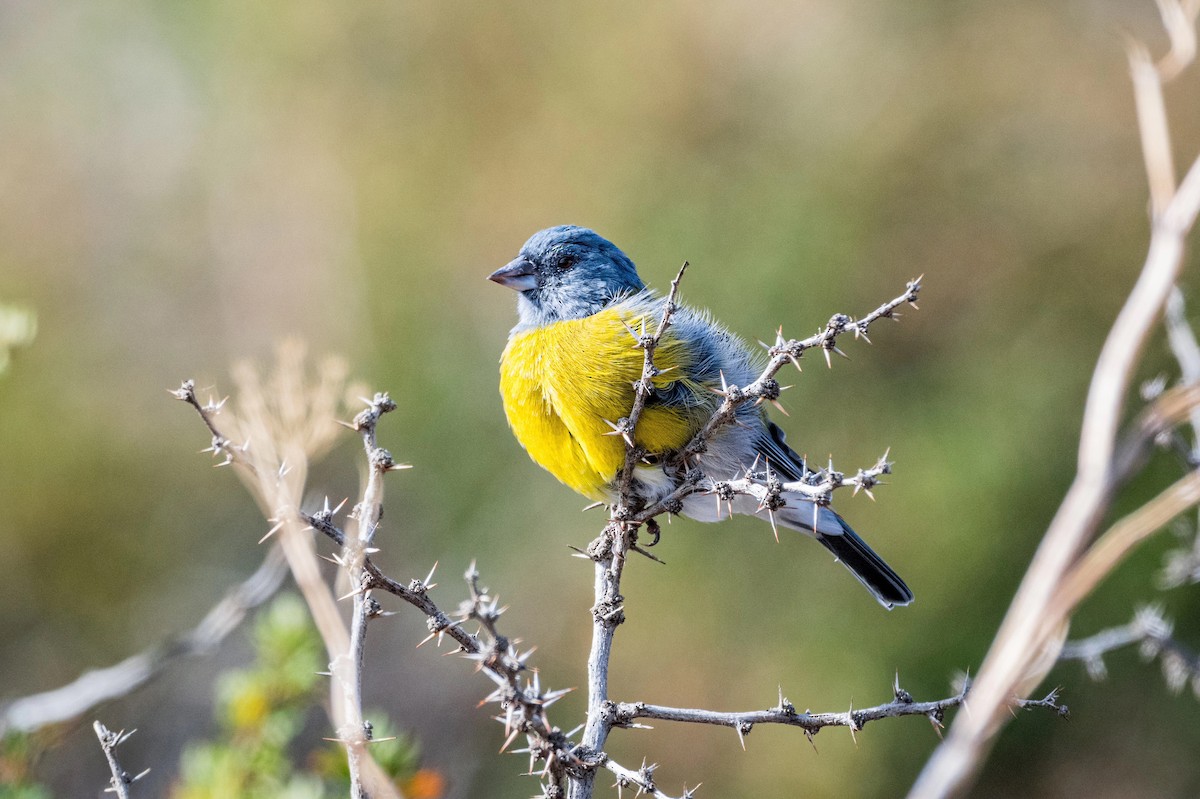 Gray-hooded Sierra Finch - ML616307986