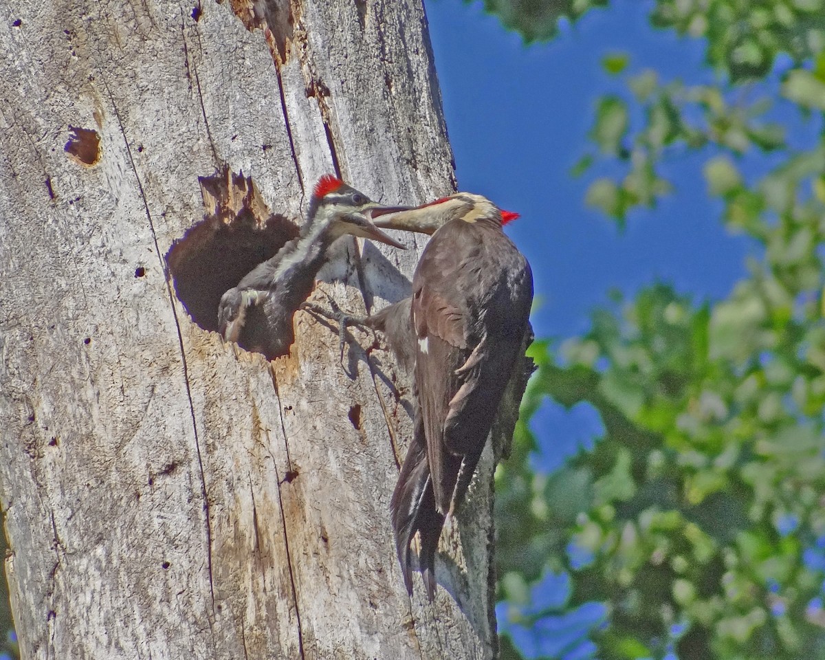 Pileated Woodpecker - ML616308016