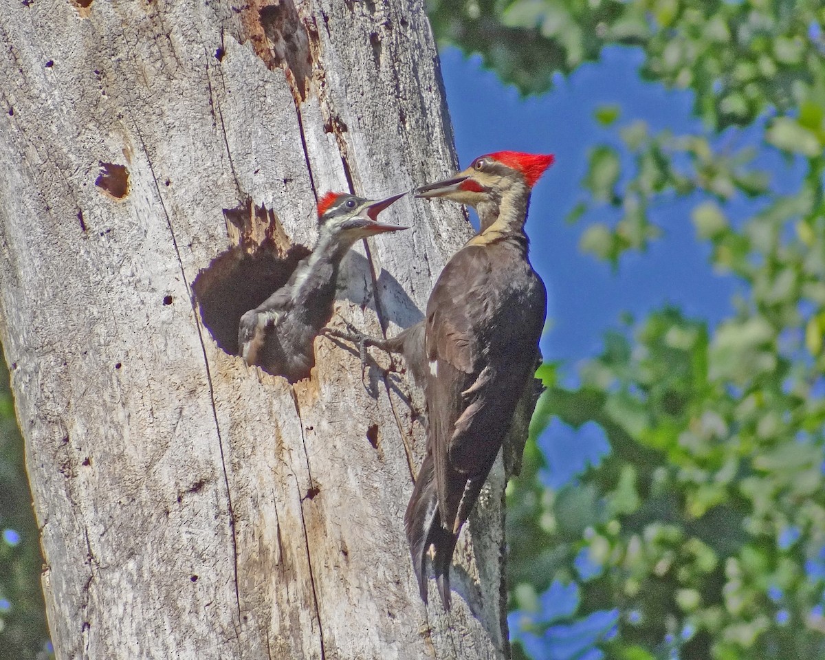 Pileated Woodpecker - ML616308044