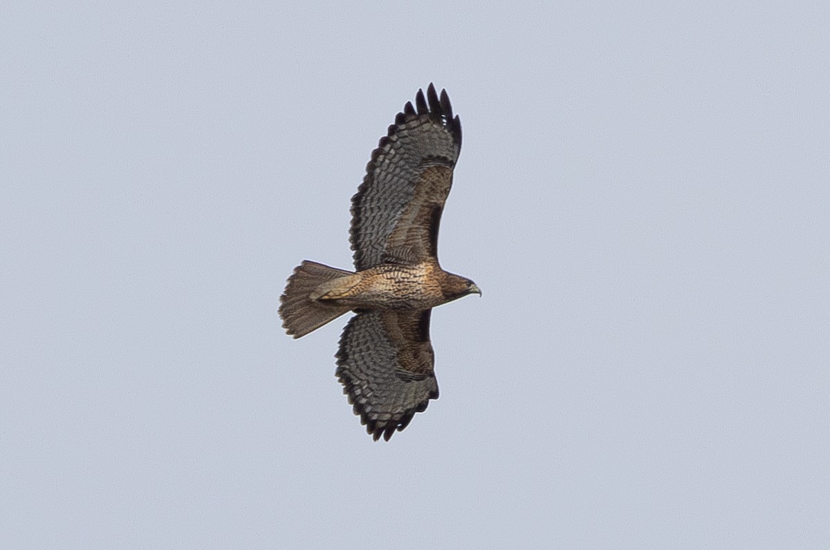 Red-tailed Hawk - ML616308080