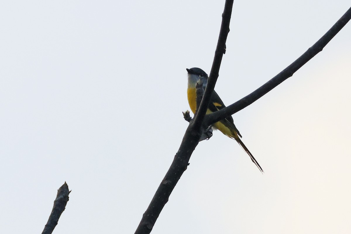 灰喉山椒鳥 - ML616308152