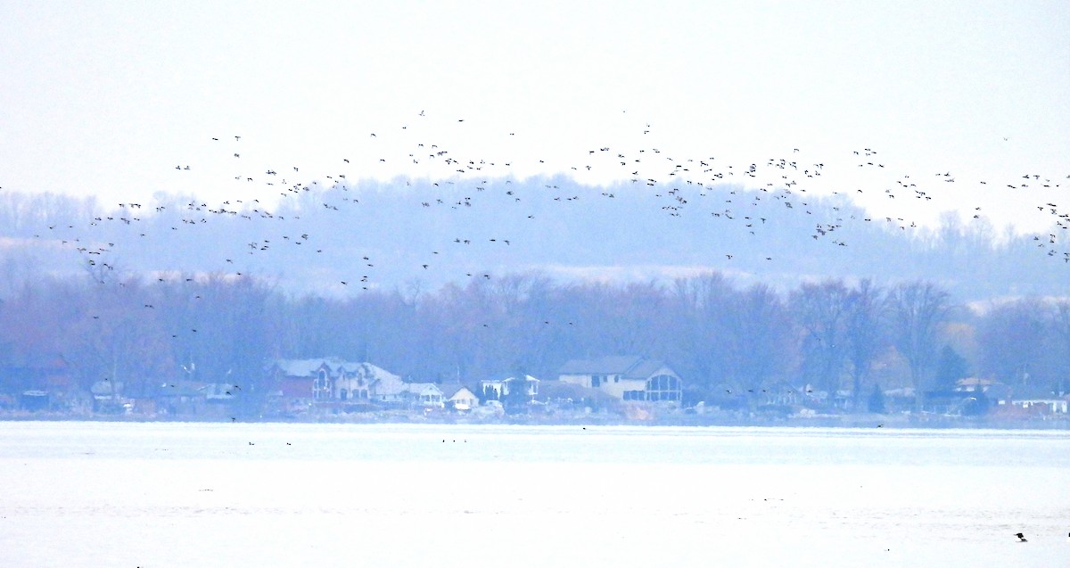 Greater Scaup - ML616308185