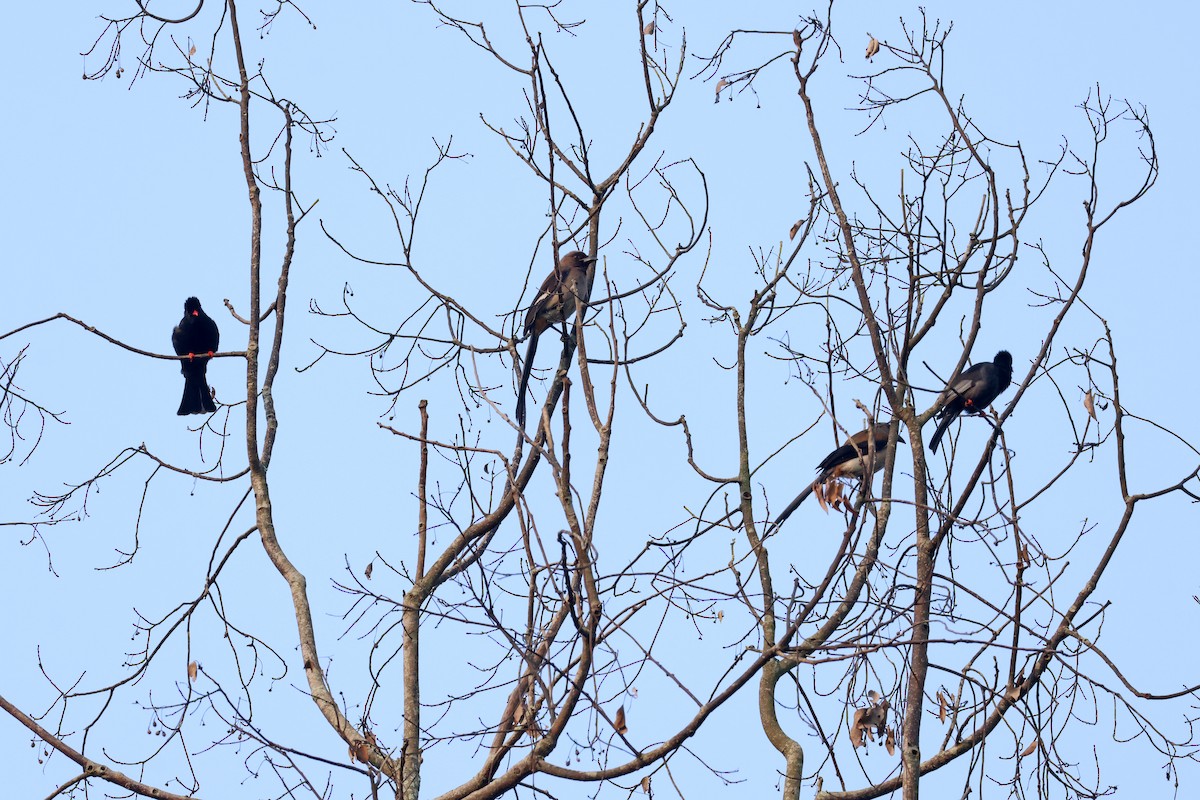 Gray Treepie - ML616308189