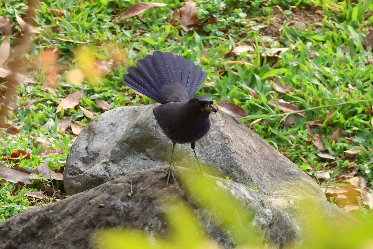 Taiwan Whistling-Thrush - ML616308208