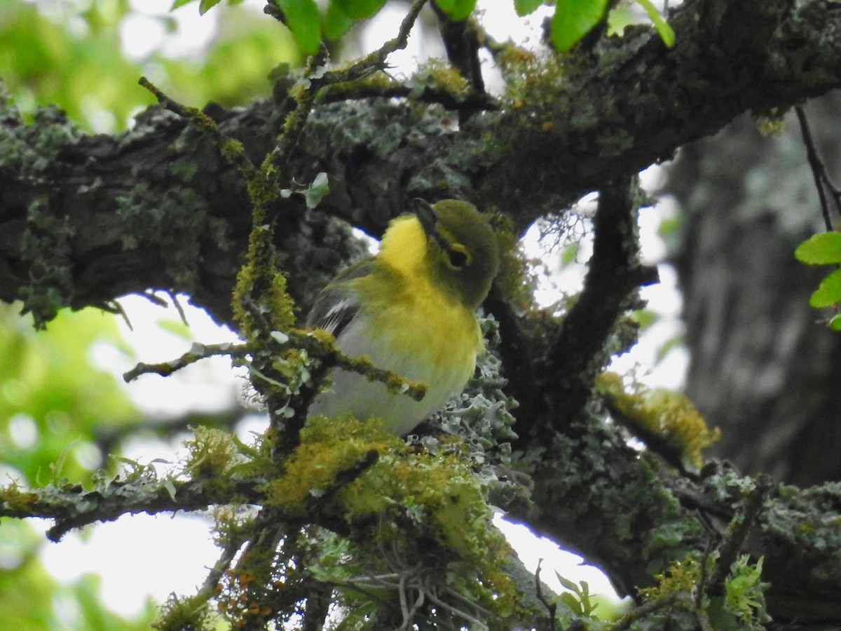 Yellow-throated Vireo - ML616308227