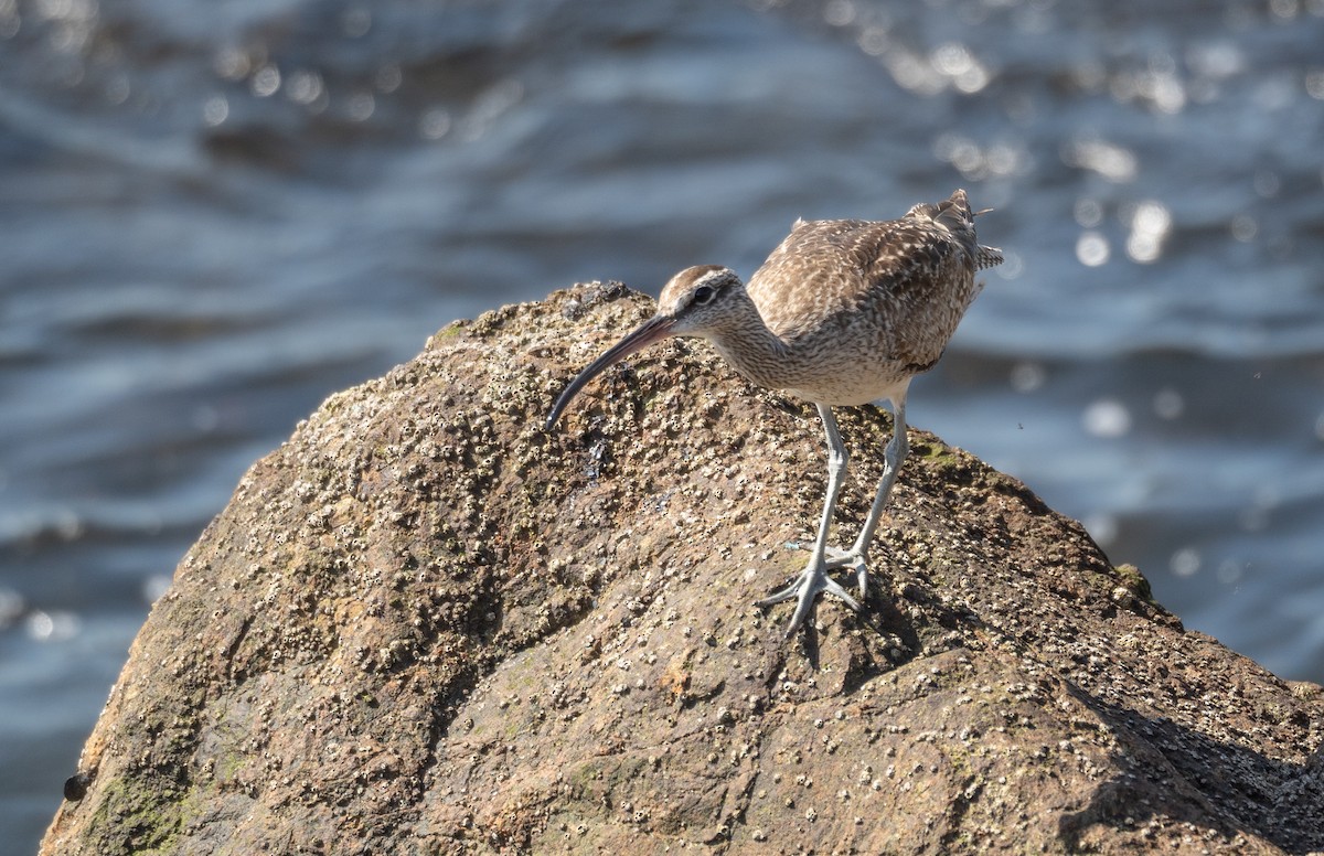 Whimbrel - ML616308230