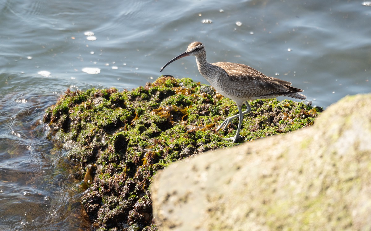 Whimbrel - ML616308231