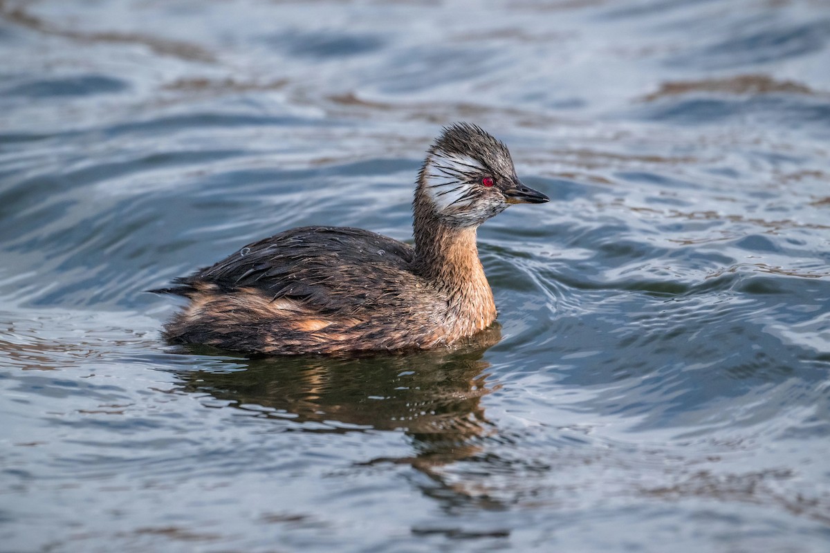 White-tufted Grebe - Richard Pockat