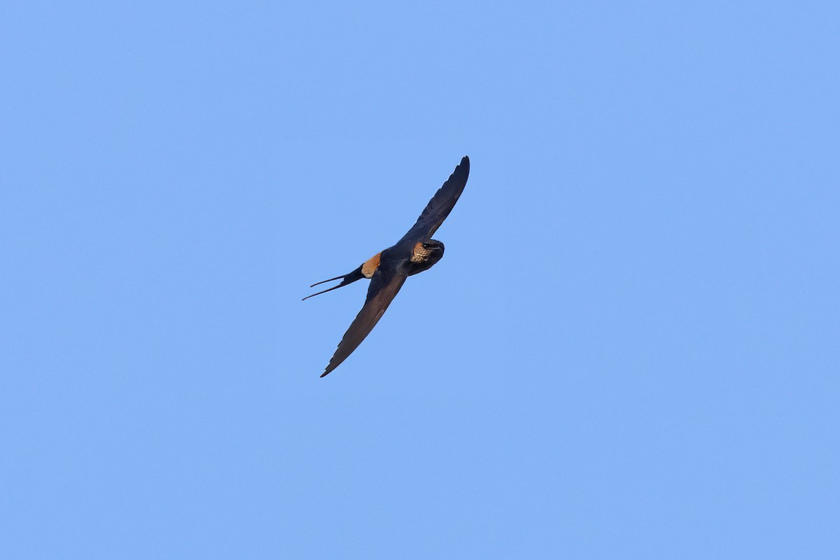 Eastern Red-rumped Swallow (Striated) - ML616308251