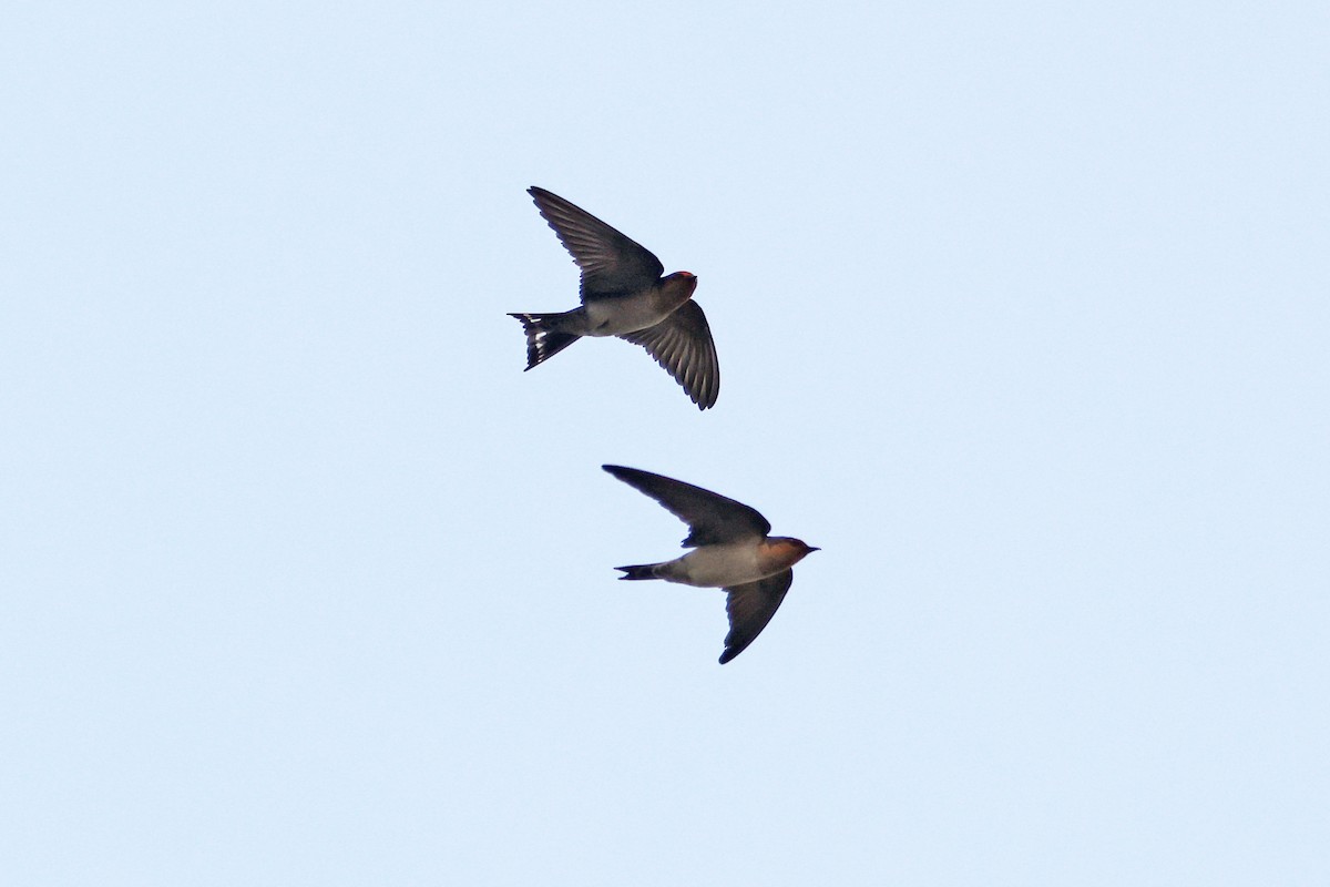 Pacific Swallow - ML616308259