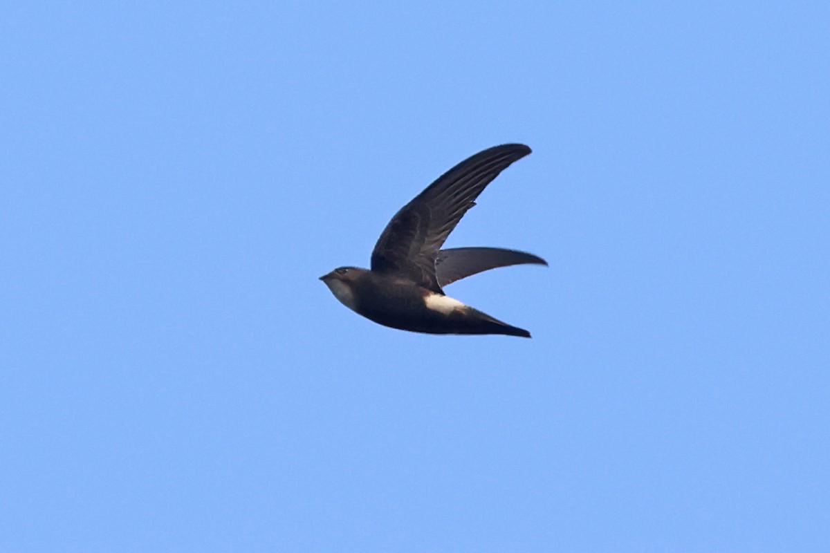 House Swift - ML616308268