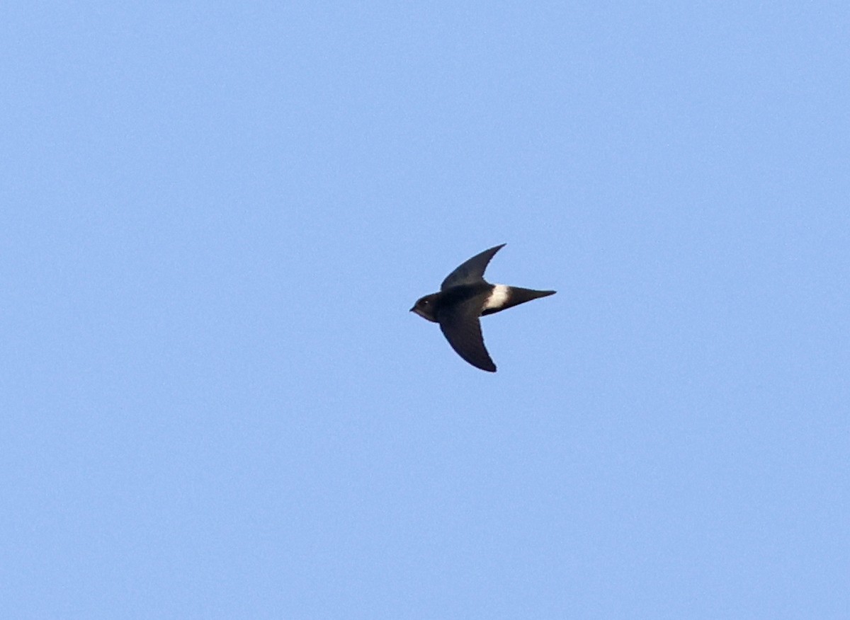 House Swift - ML616308269