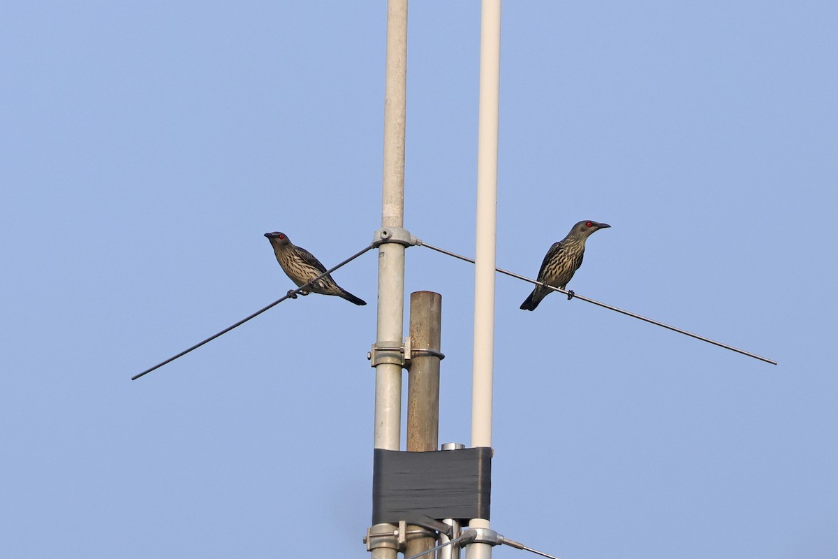 Asian Glossy Starling - ML616308308
