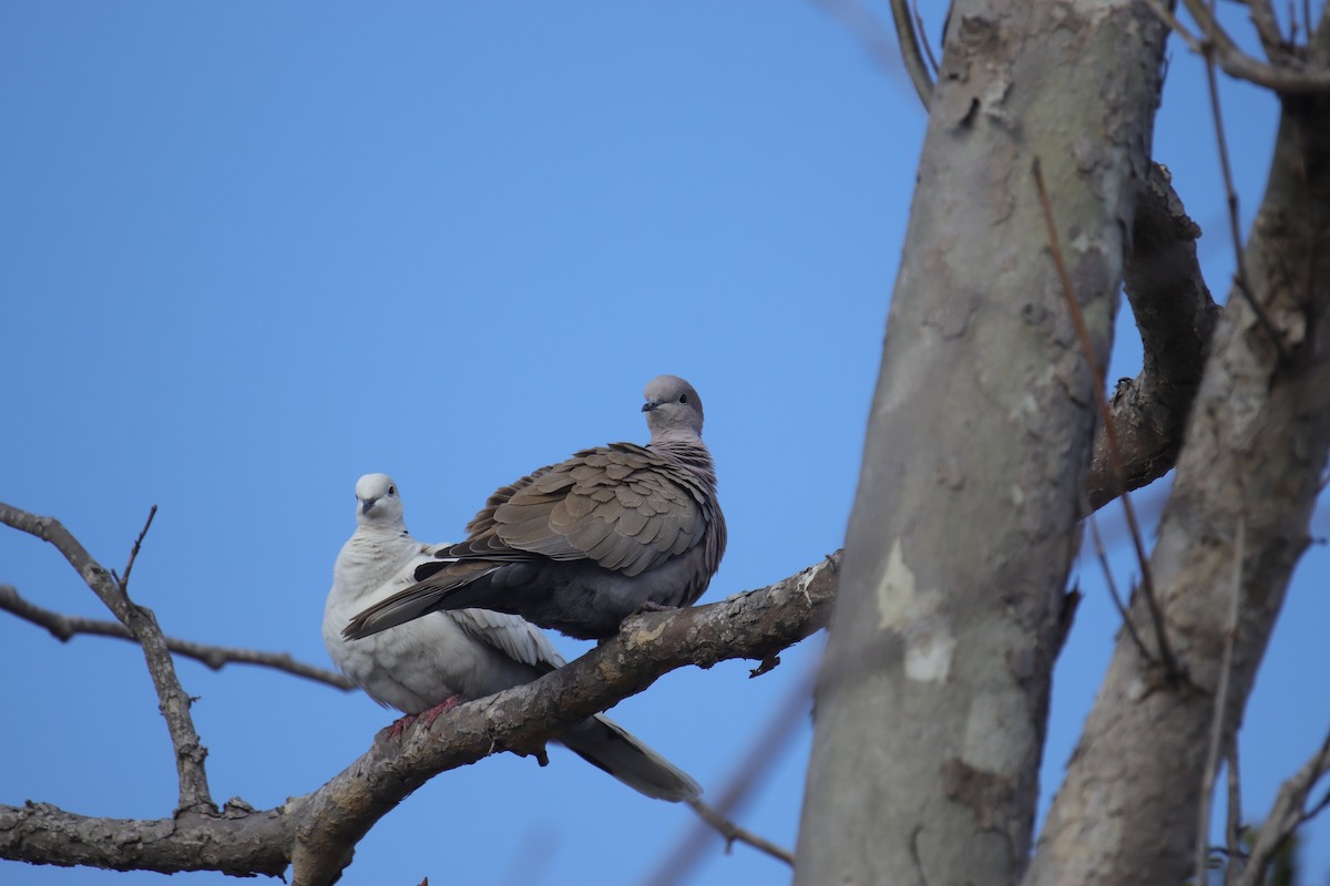 Eurasian Collared-Dove - ML616308324