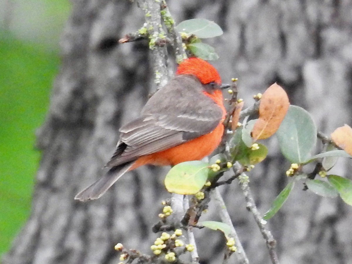 Vermilion Flycatcher - ML616308329