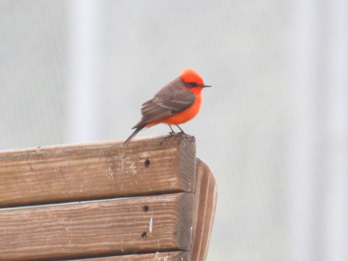 Vermilion Flycatcher - ML616308344