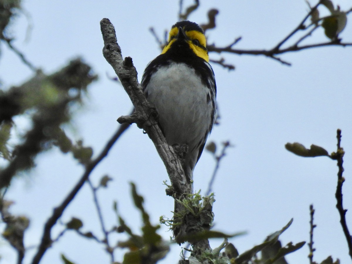 Golden-cheeked Warbler - ML616308368