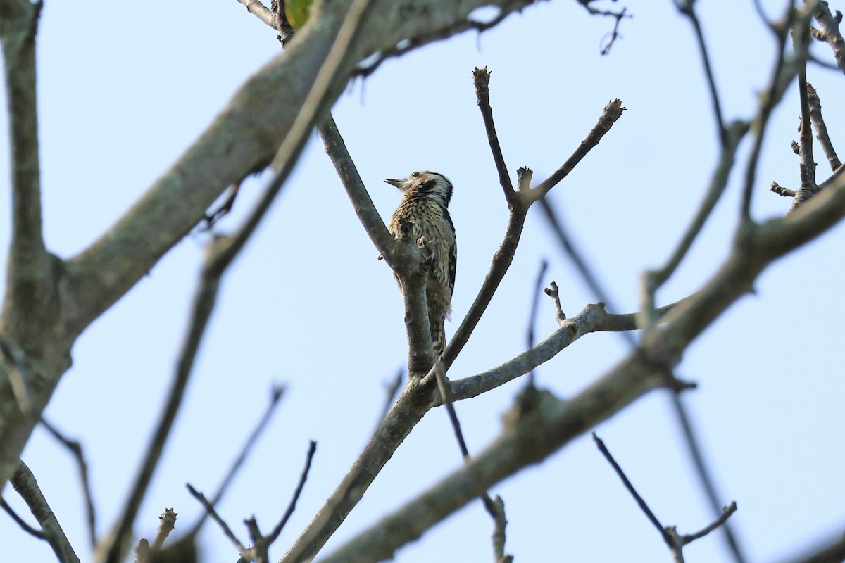 Gray-capped Pygmy Woodpecker - ML616308370