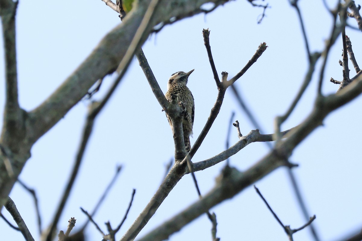 Gray-capped Pygmy Woodpecker - ML616308371
