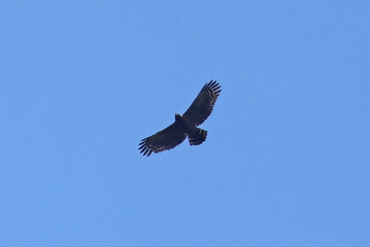 Crested Serpent-Eagle - ML616308378