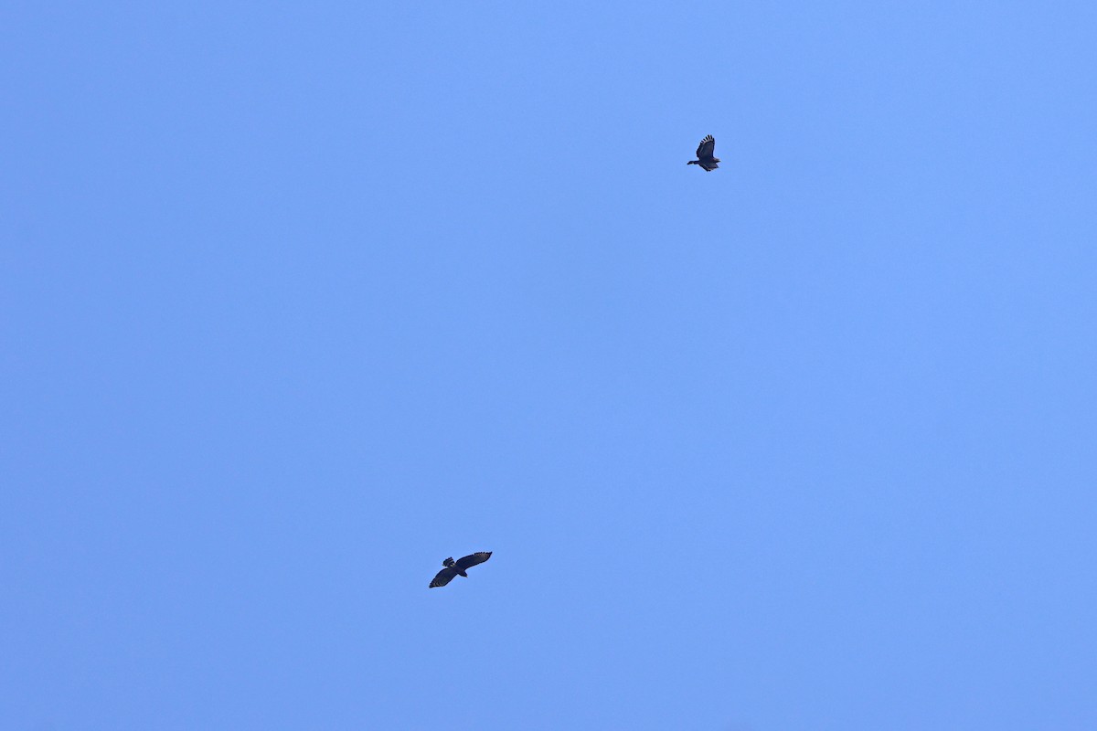 Crested Serpent-Eagle - ML616308380