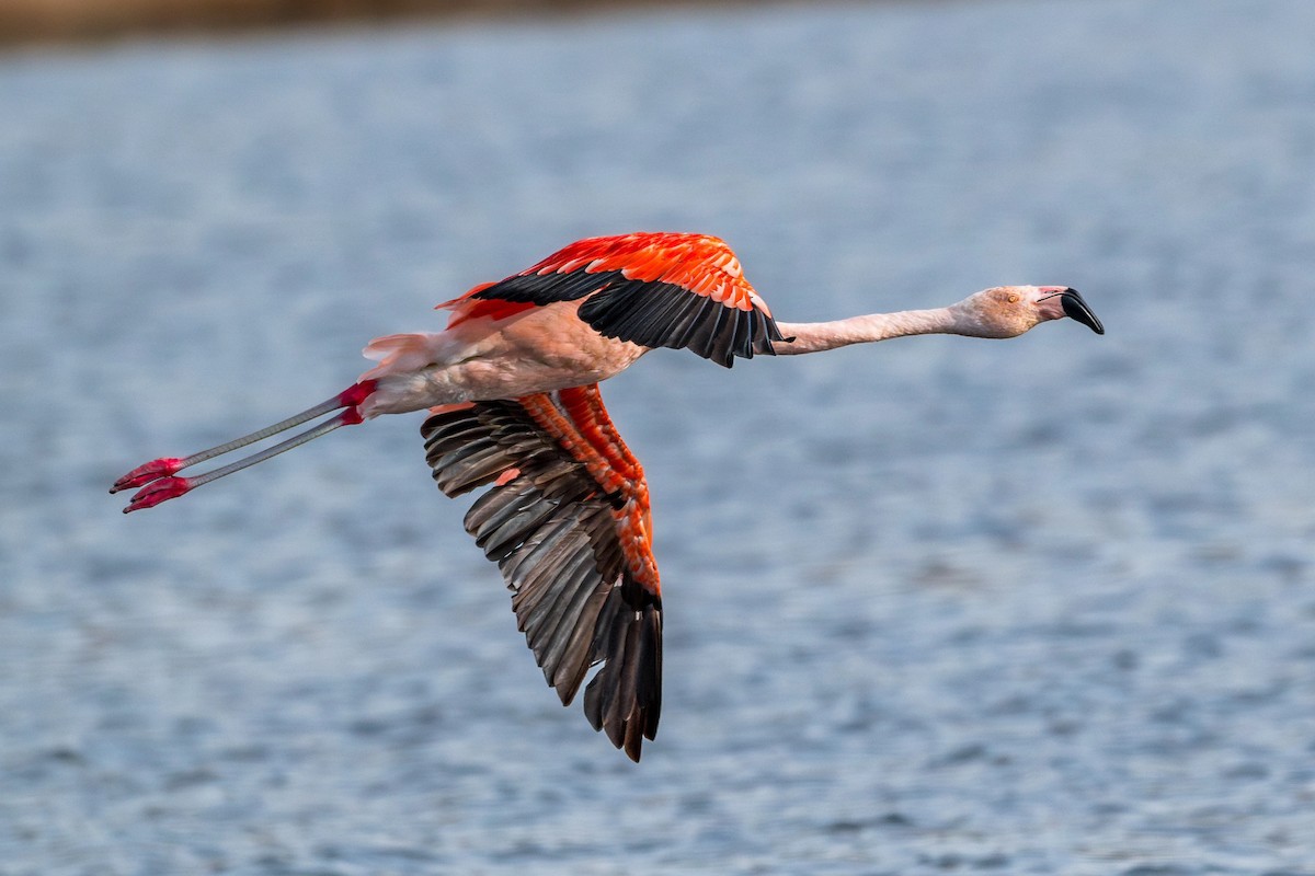 Şili Flamingosu - ML616308392